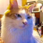 我が家の飼い猫「バロン」です