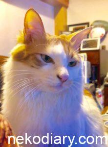 我が家の飼い猫「バロン」です