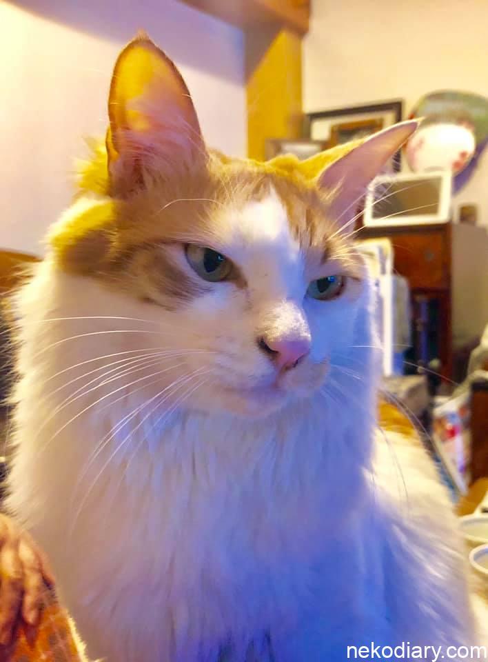 我が家の飼い猫「バロン」です