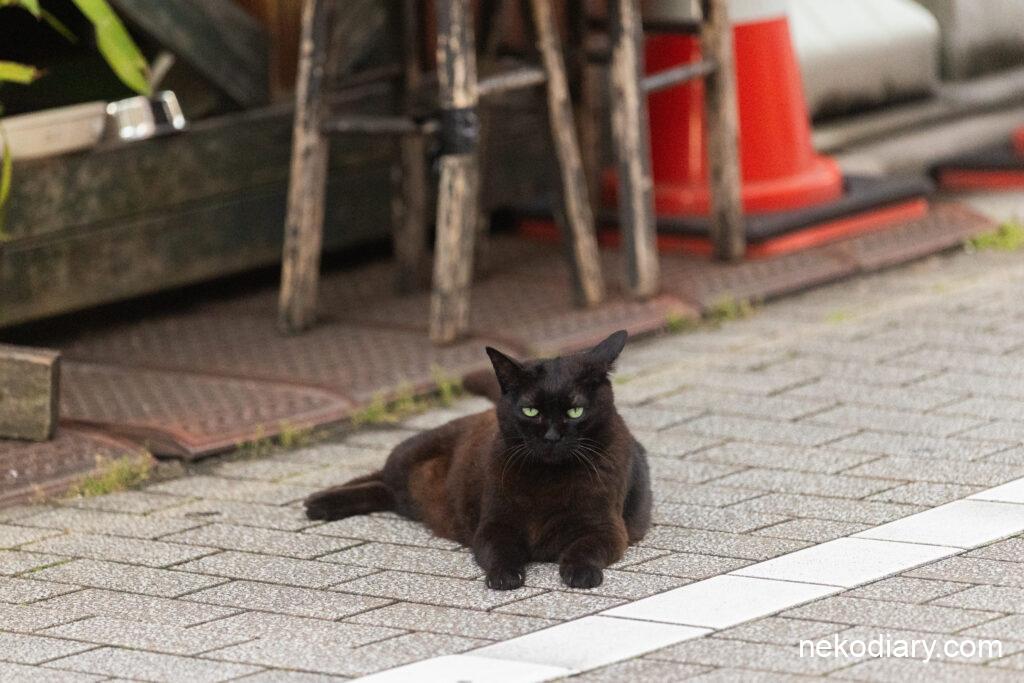 北区で出会った黒猫1