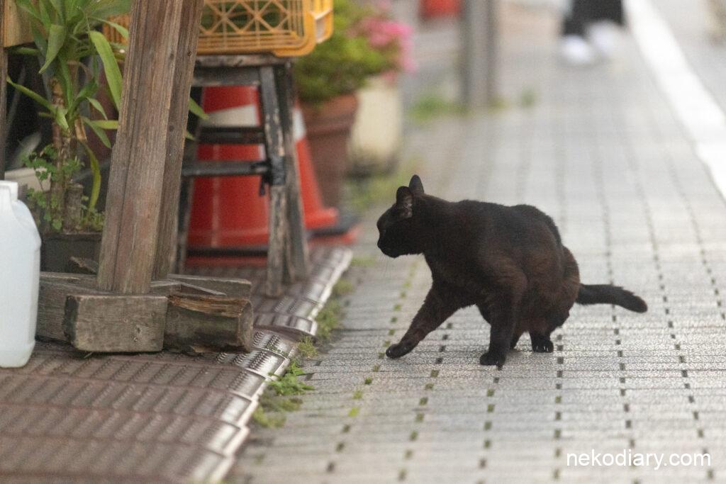 北区で出会った黒猫2