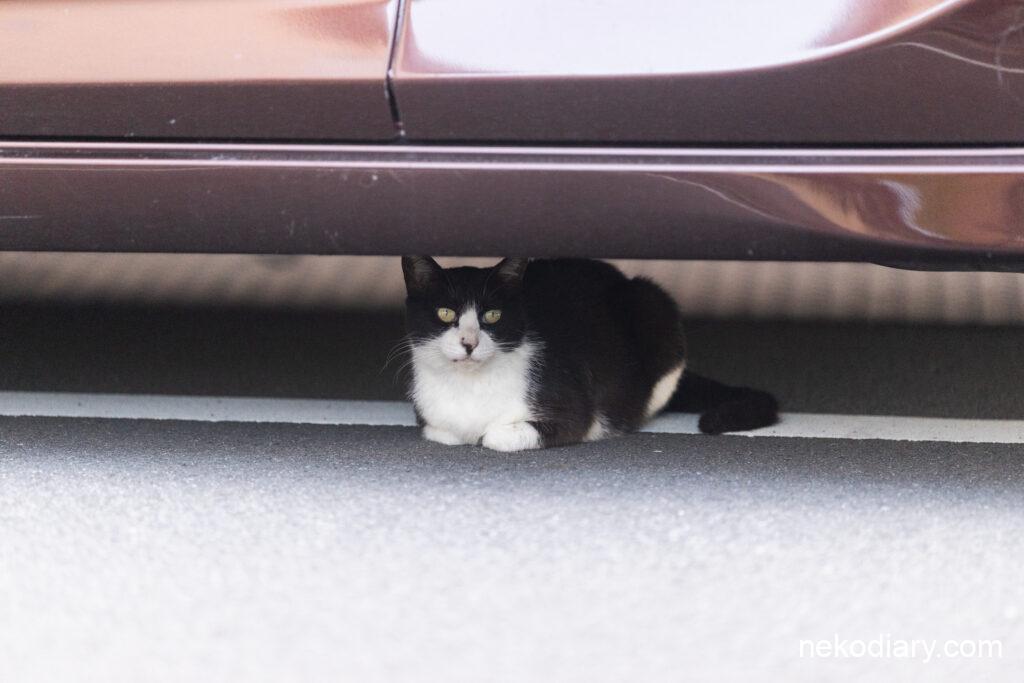 車の影で涼む野良猫
