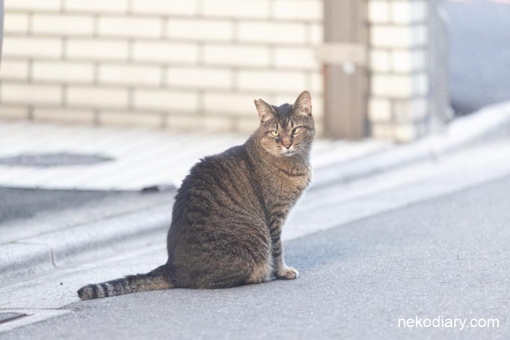 夕暮れの猫