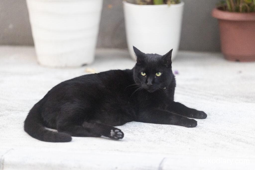 駐車場の黒猫