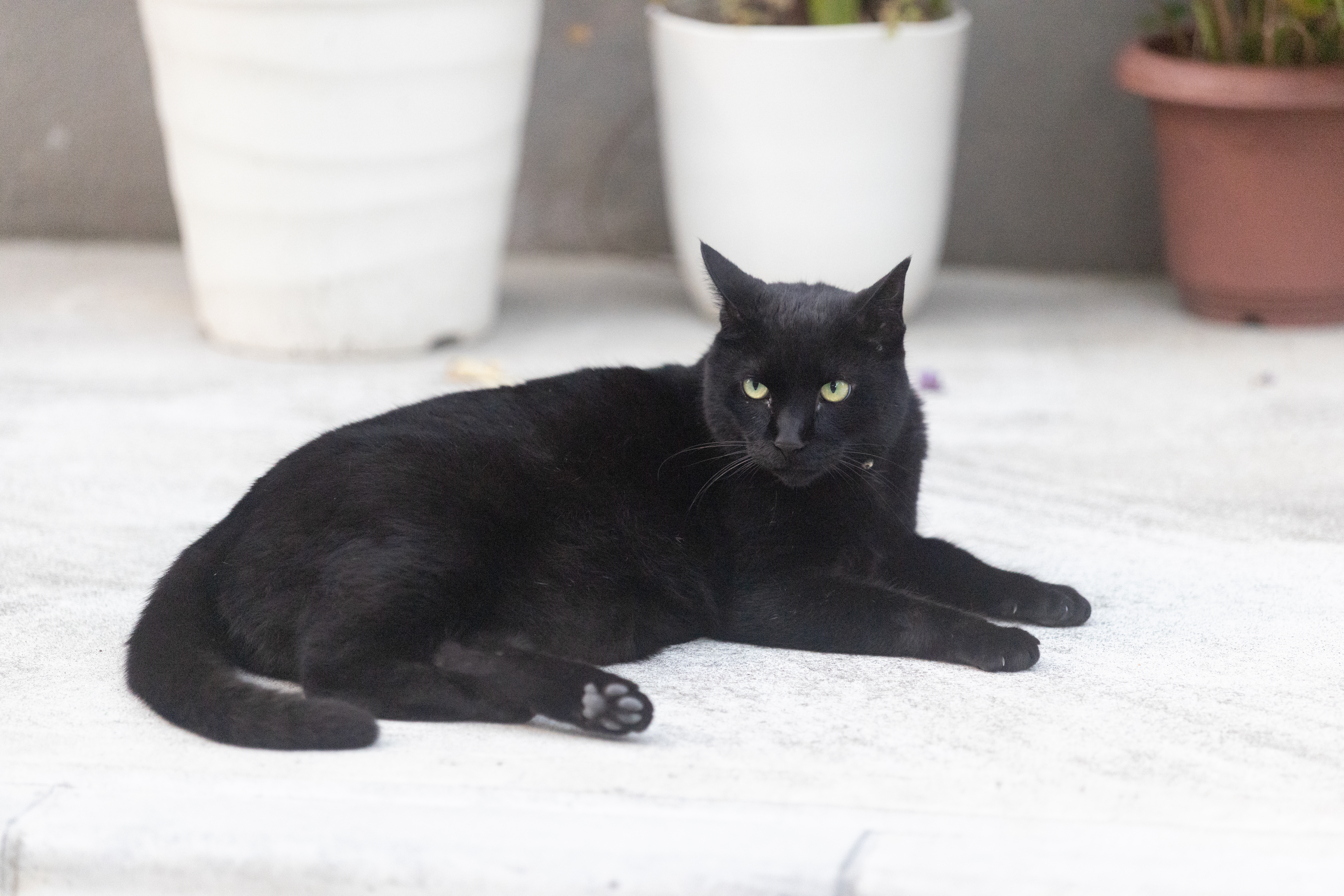 駐車場の黒猫-EOS R5 Mark IIとRF70-200mm F2.8 L IS USM Zの作例 | 猫