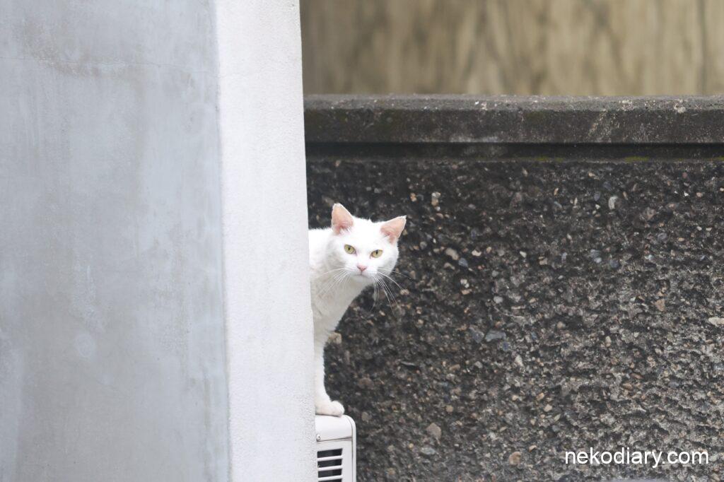 視線入力で撮影した猫様