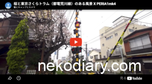桜と東京さくらトラム（都電荒川線）のある風景 X PERIA1mk4でCinema Pro撮影